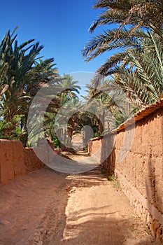 Footpath in palm grove