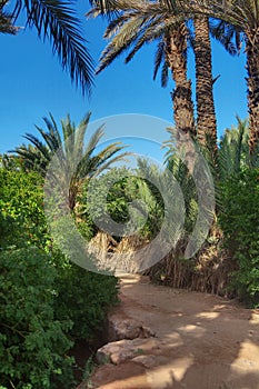 Footpath in palm grove