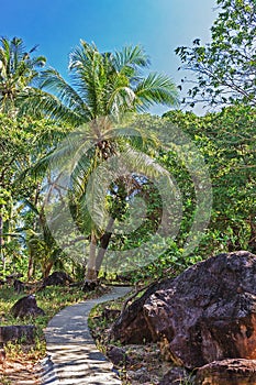 Footpath in palm grove
