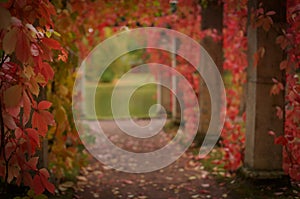 Footpath in park with red leaves of red virginia creeper. Background of colorful autumn park and fallen leaves