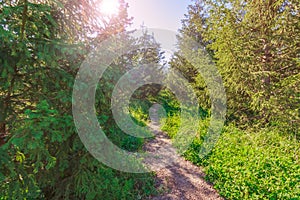 Footpath in the park in summer with green trees