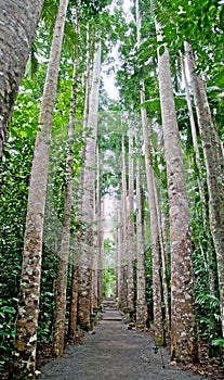 Footpath in the Paronella park, Queensland, Australia among big trees, vertical, panoramic view