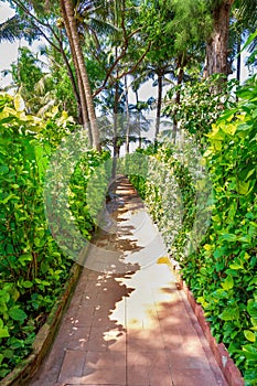 Footpath path surrounded by green plants. Green alley