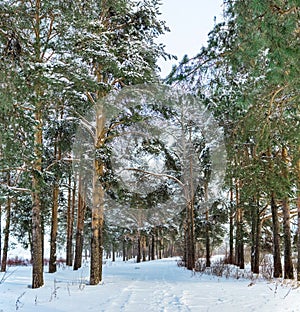 footpath in a pine forest on a gloomy winter day