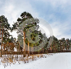 footpath in a pine forest on a gloomy winter day