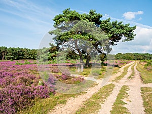 Footpath, pine trees and purple blooming heather in nature reserve Westerheide heathland, Netherlands