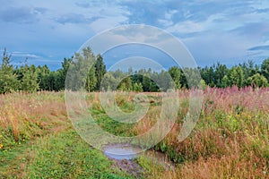 footpath with puddle in the summer field