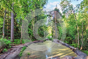 Footpath with puddle in the summer forrest