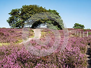 Footpath and purple blooming heather in nature reserve Zuiderheide heathland, Netherlands