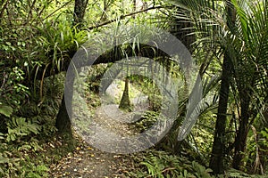 Footpath in rain forest at Waitakere Ranges