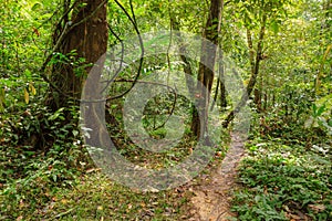 Footpath in rainforest borneo