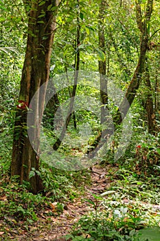 Footpath in rainforest borneo