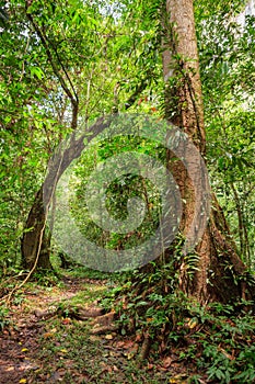 Footpath in rainforest borneo