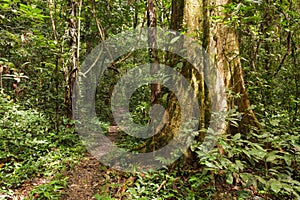 Footpath in rainforest borneo