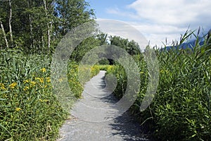 Footpath through a reed bed