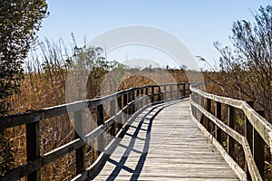 Footpath Through Reeds at Back Bay National Wildlife Refuge