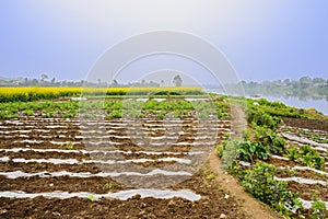 Footpath and ribbings in riverside farmland on foggy sunny spring day