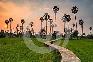 Footpath on rice field with sugar palm at sunset