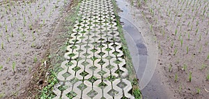 Footpath on the ricefield road, unique, clean, good view