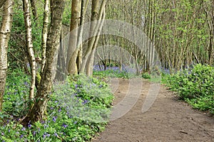 Footpath running through a bed of bluebells in Trosley woods