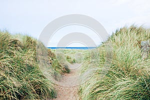 Footpath through sand dunes at the beach with long grass and no people