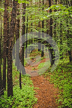 Footpath signal into the forest in a rainy day Alps Italy