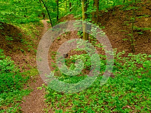 Footpath in a small forest ravine