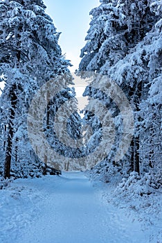 Footpath in snow covered forest in the mountains