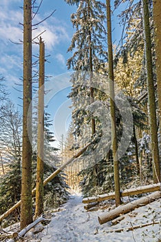 Footpath in the snow between tall spruce trees