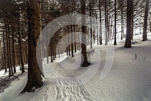 Footpath in snowed pine tree forest on italian mountain