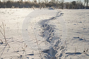 Footpath in a snowy meadow, on a cold winter day