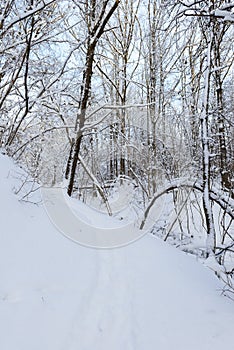 Footpath in a snowy winter forest