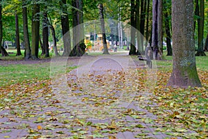 The footpath is strewn with fallen dry yellow leaves in the city park in the fall. Autumn in the city