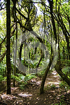 Footpath through subtropical rainfores