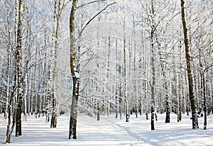 Footpath in sunny winter birch forest