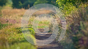 Footpath surrounded by green grass and wildflowers