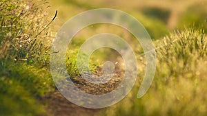 Footpath surrounded by green grass and wildflowers at sunset in backlight