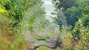 Footpath surrounded by green trees and grass on hot summer day