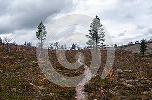 Footpath in Taiga, Finland