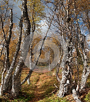 Footpath Through Taiga Forest in Autumn, Finland