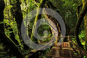 Acera en sobre el Bosque en manana 