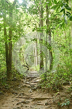 footpath to waterfall at Jetkod-Pongkonsao in Thailand photo