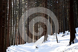 A footpath on the top of hill and forest