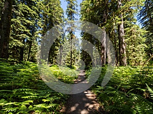 Footpath Trail Through Temperate Rainforest, Olympic National Park