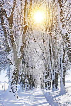 Footpath through treelined avenue in winter