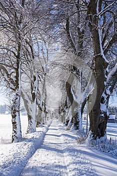 Footpath through treelined avenue in winter