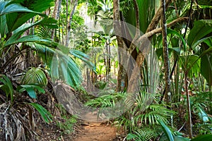 Footpath in tropical rainforest. The Vallee De Mai palm forest  May Valley,  island of Praslin, Seychelles