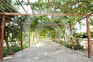 Footpath under the green vine