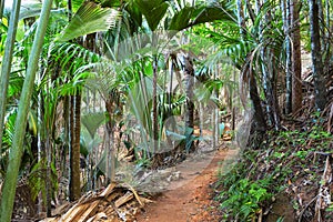 Footpath in The Vallee De Mai palm forest May Valley, island of Praslin, Seychelles