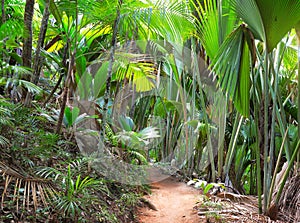 Footpath in The Vallee De Mai palm forest May Valley, island of Praslin, Seychelles